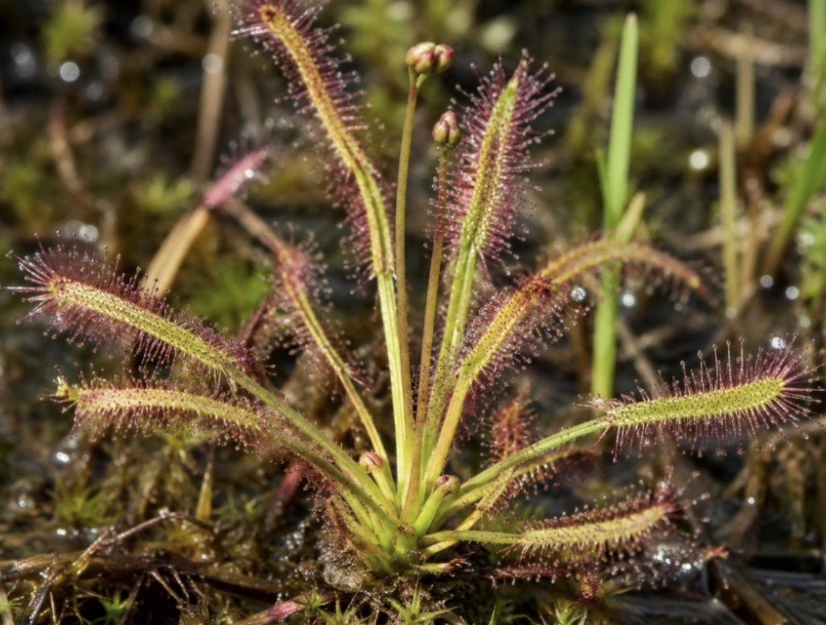 Drosera floridana, Florida’s endemic carnivorous sundew found only in Bay and Washington counties