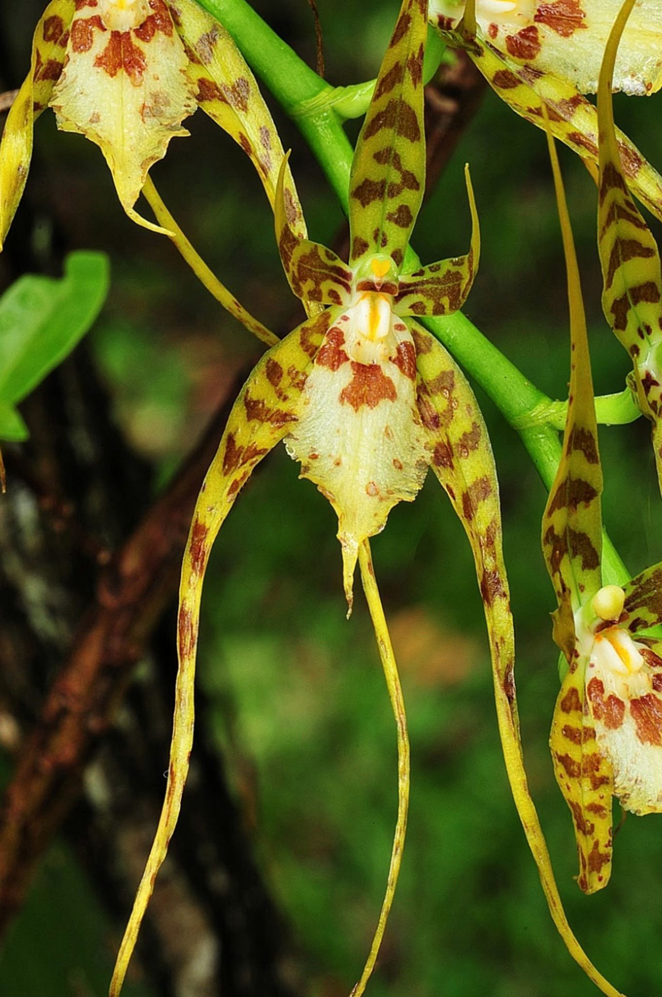 Brassia caudata, the Spider Orchid, one of Florida’s native orchids extirpated from the wild