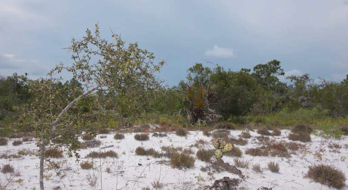 Central Florida scrubland with white sand, scrub oaks, and native vegetation