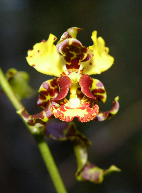 Close-up of a blooming cowhorn orchid (Cyrtopodium punctatum) with yellow and burgundy spotted petals