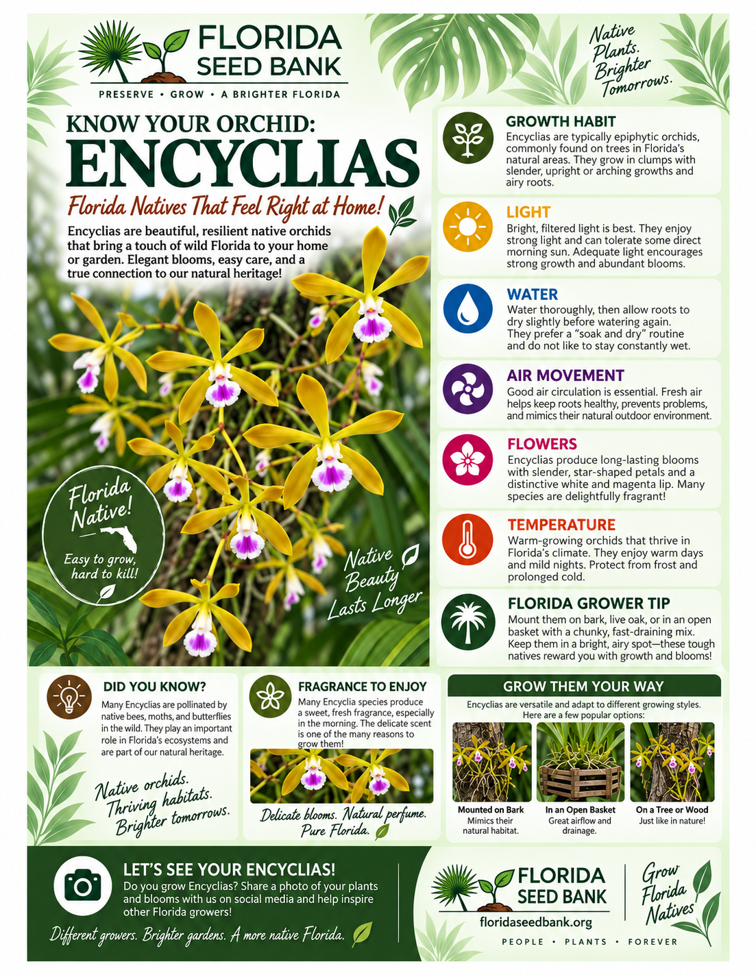 Florida Seed Bank guide to growing Encyclia tampensis and other Encyclia orchids