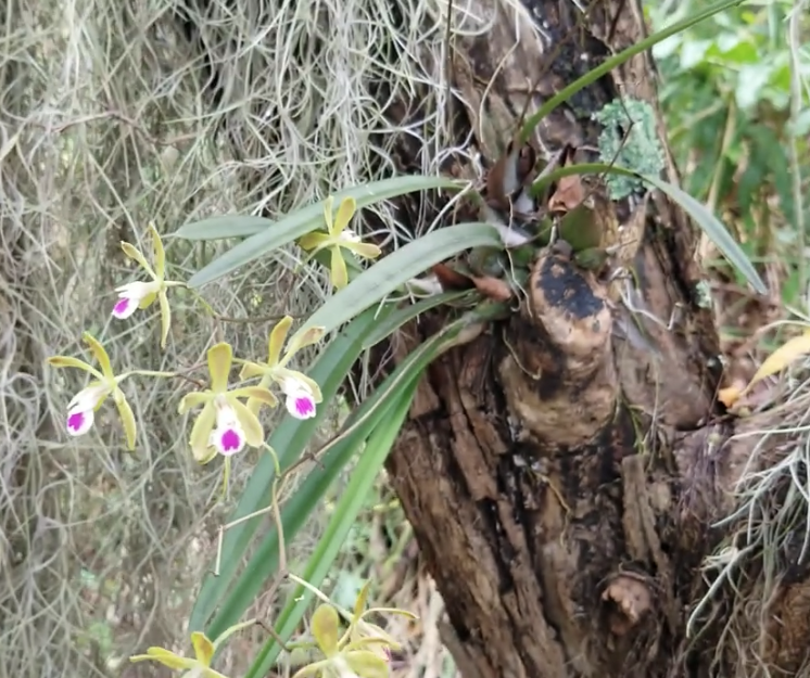Encyclia tampensis, Florida’s native butterfly orchid, growing naturally in Florida