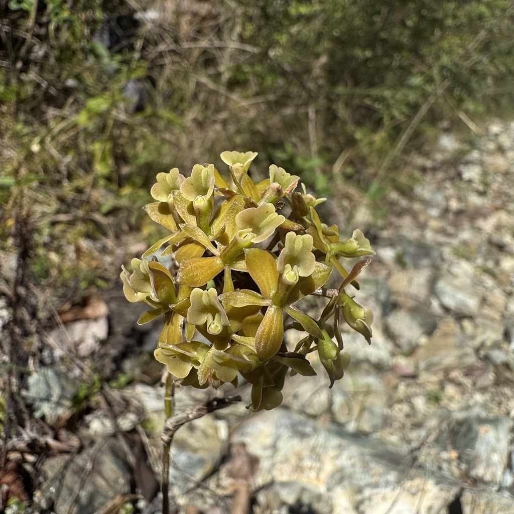 Flowering Epidendrum amphistomum orchid showing its delicate blooms