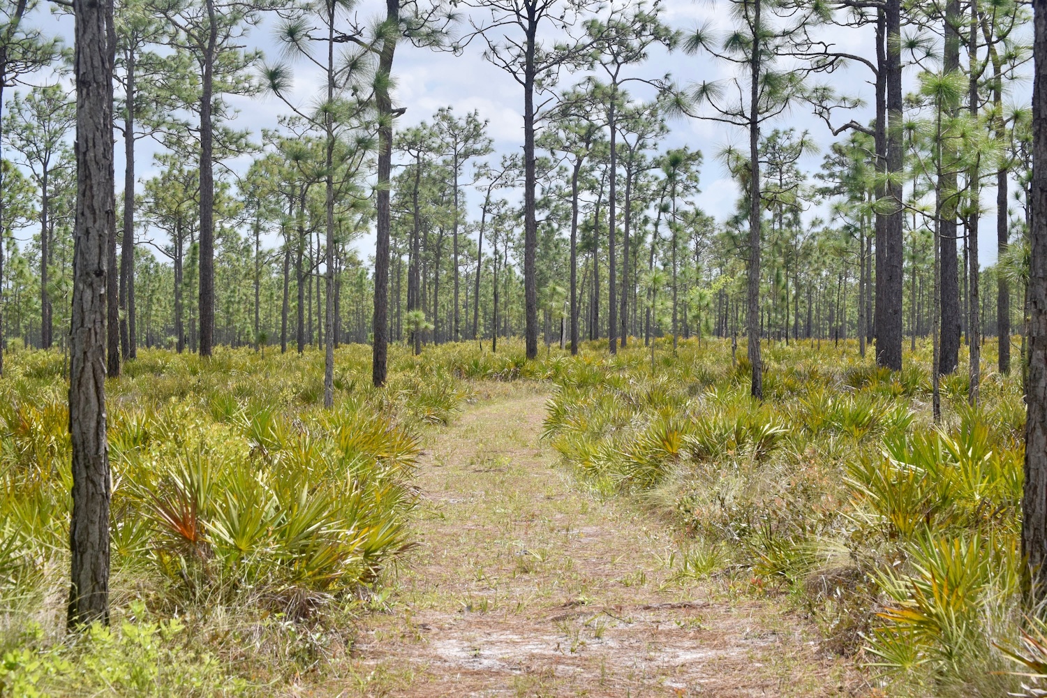 Longleaf pine savanna in the Florida Panhandle