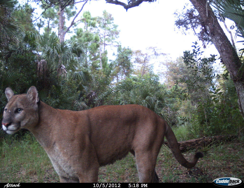 Florida panther representing the pre-1995 Florida bloodline and genetic rescue history