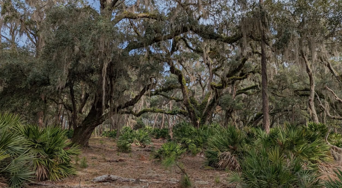 Native Florida wildflowers growing in a natural habitat
