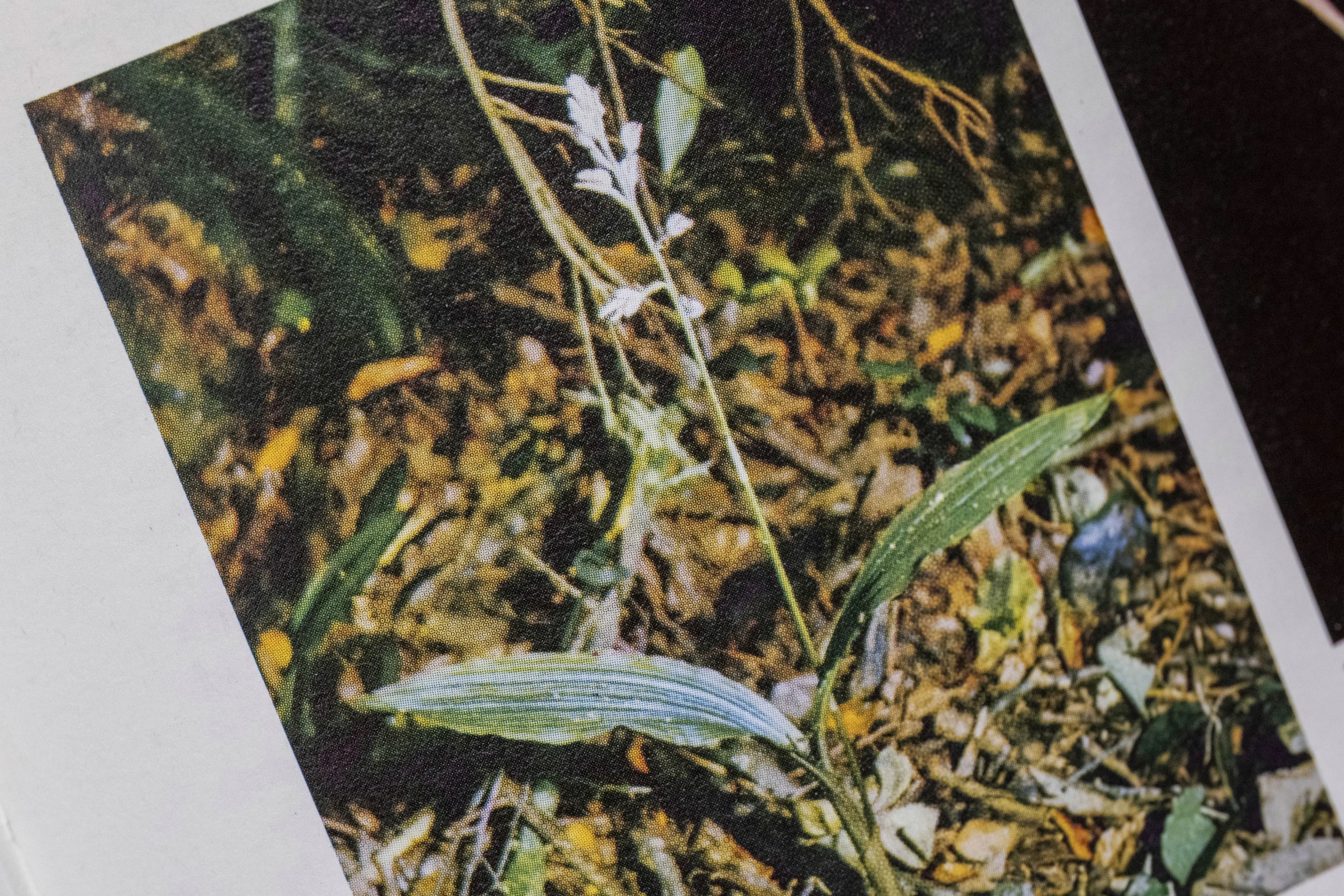 The only known photograph of a live Govenia floridana plant in the wild in Everglades National Park, 1961