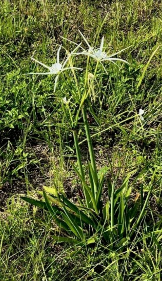 Punta Gorda spider lily Hymenocallis puntagordensis flowering in Florida