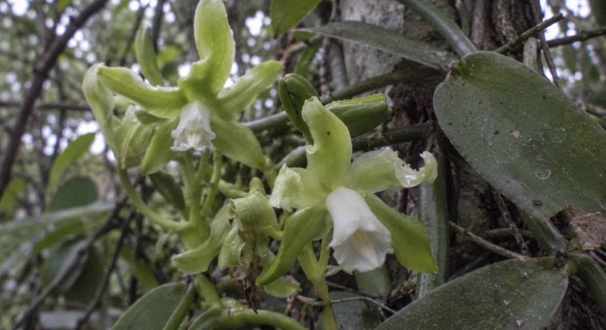 Vanilla mexicana, Florida’s endangered native vanilla orchid