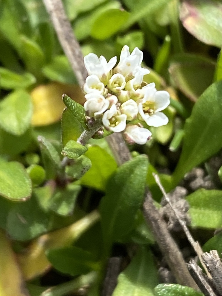 Abdra brachycarpa