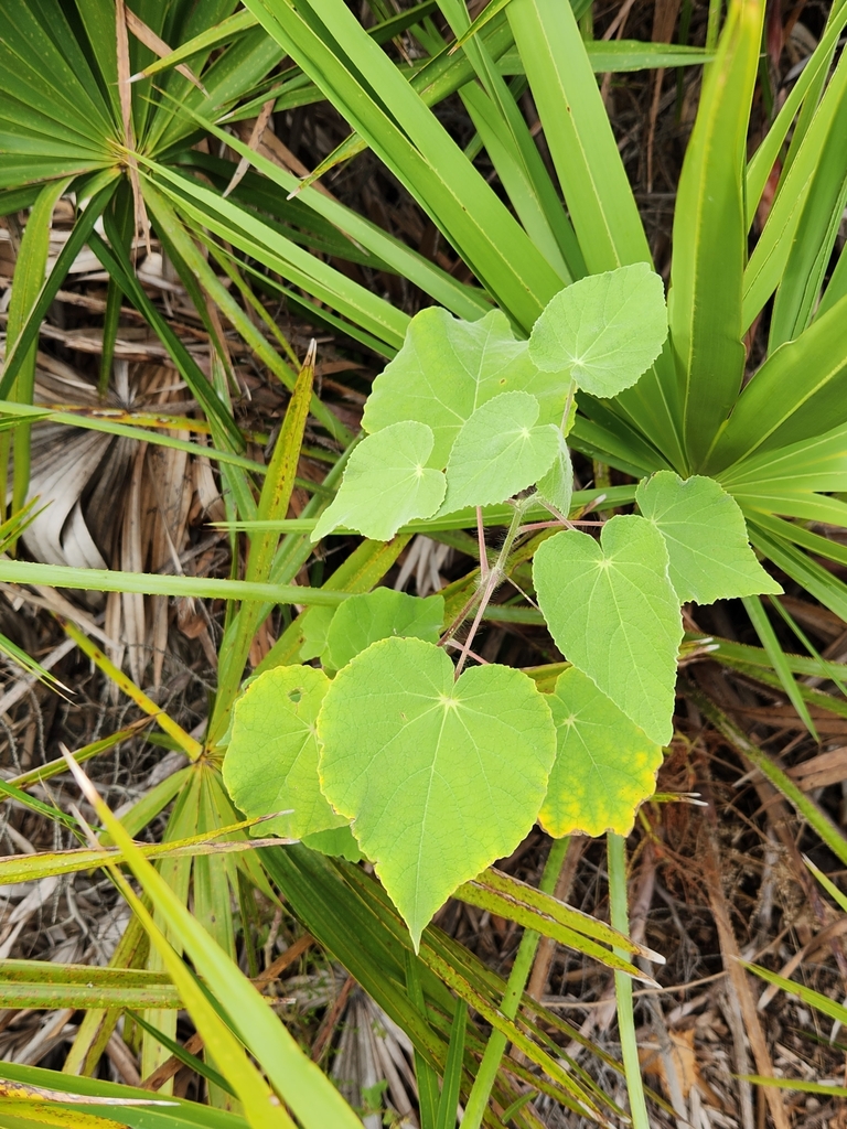 Abutilon hulseanum