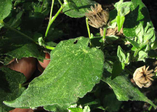 Abutilon permolle