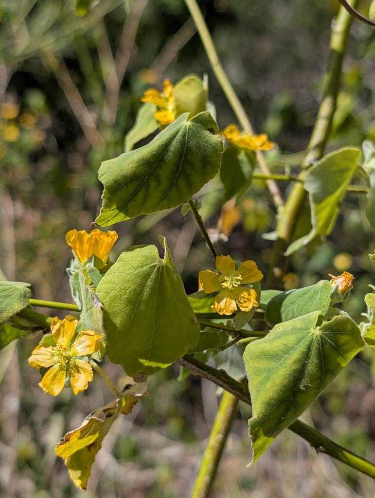 Abutilon permolle