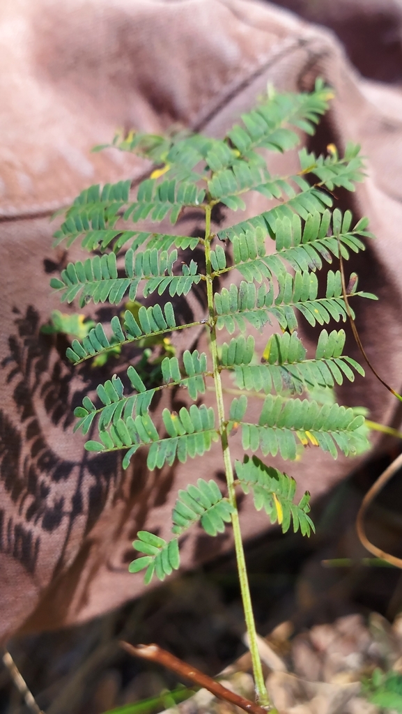 Acaciella angustissima