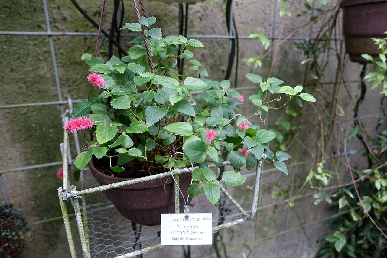 Acalypha chamaedrifolia