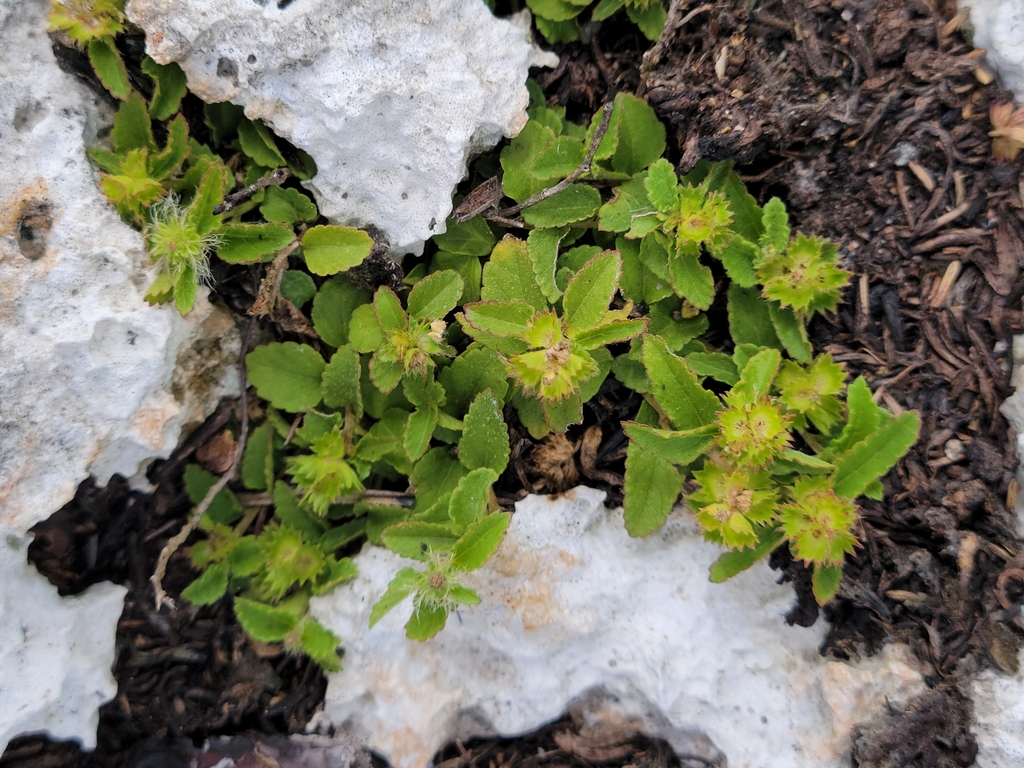 Acalypha chamaedrifolia