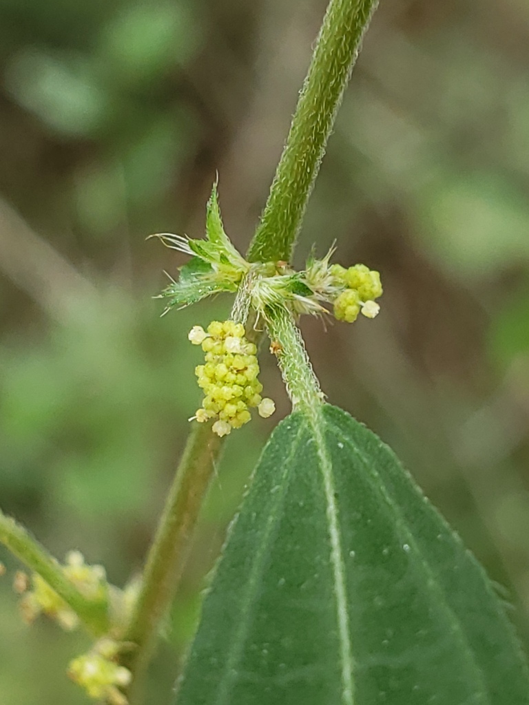 Acalypha gracilens