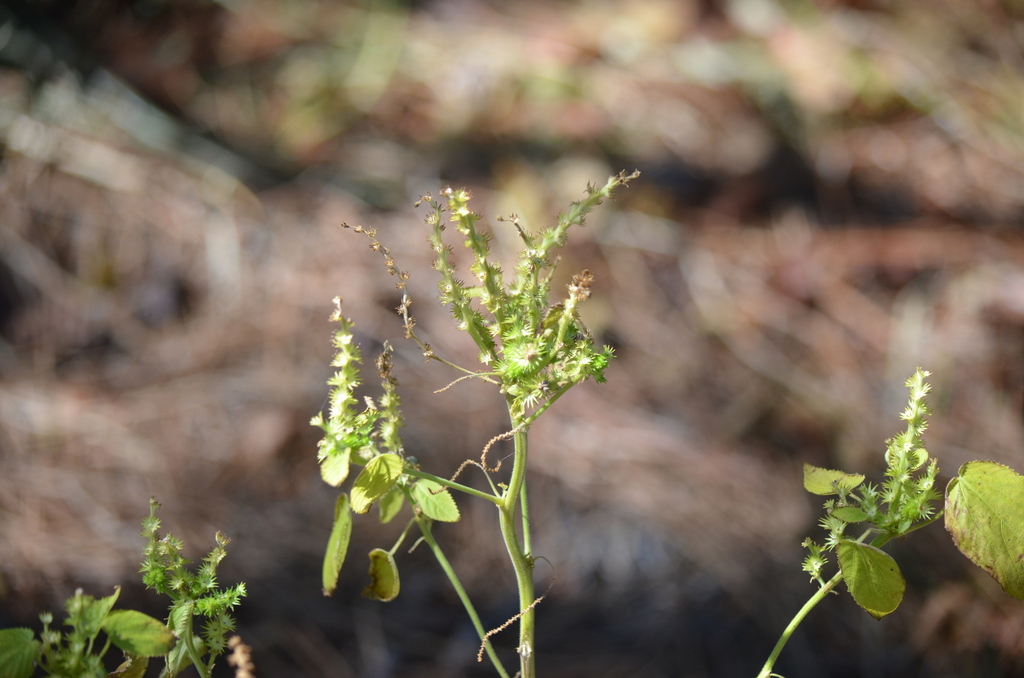 Acalypha ostryifolia