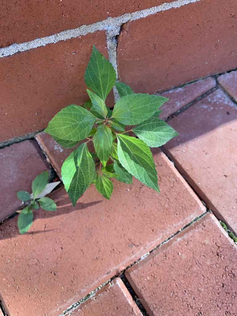 Acalypha rhomboidea