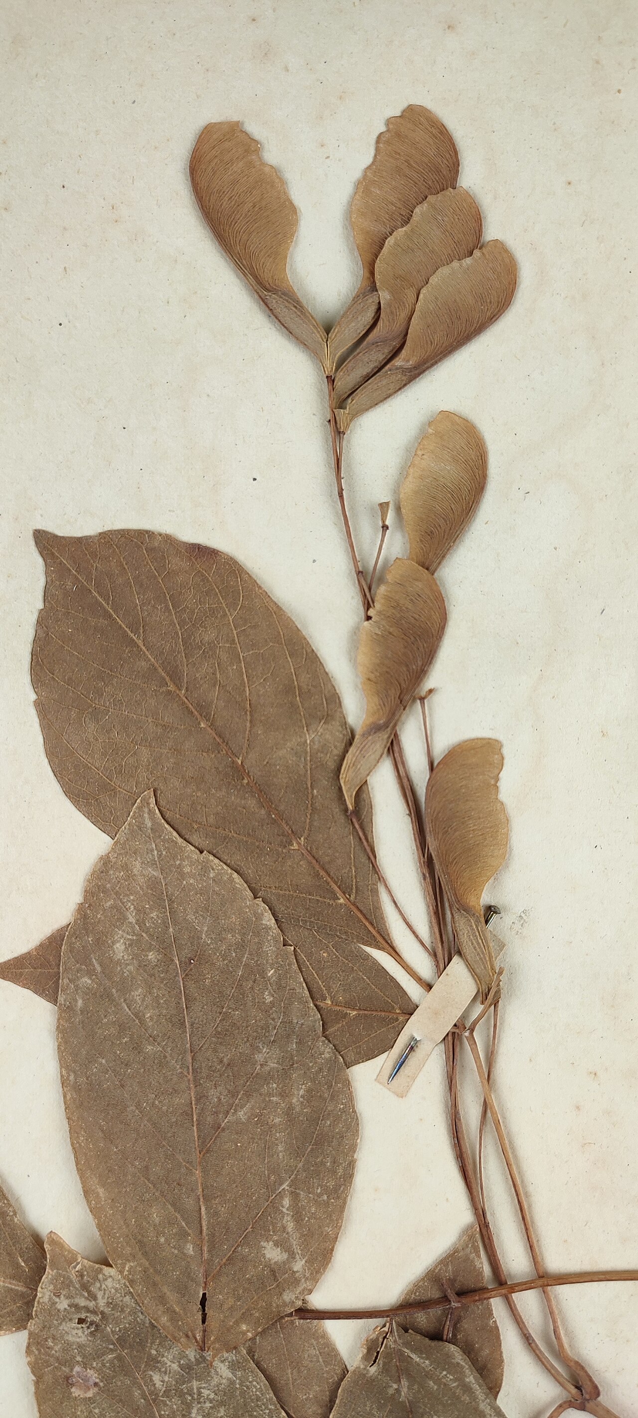 Acer negundo