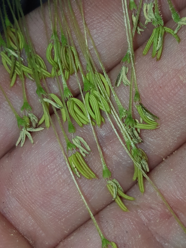 Acer negundo