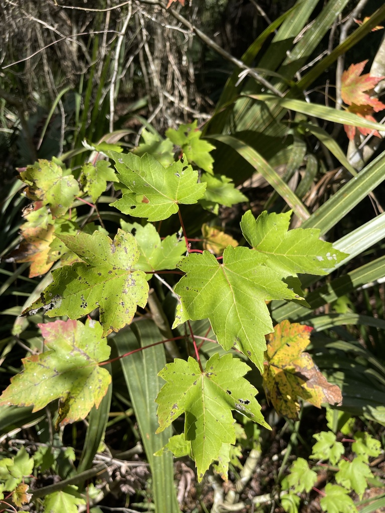 Acer rubrum