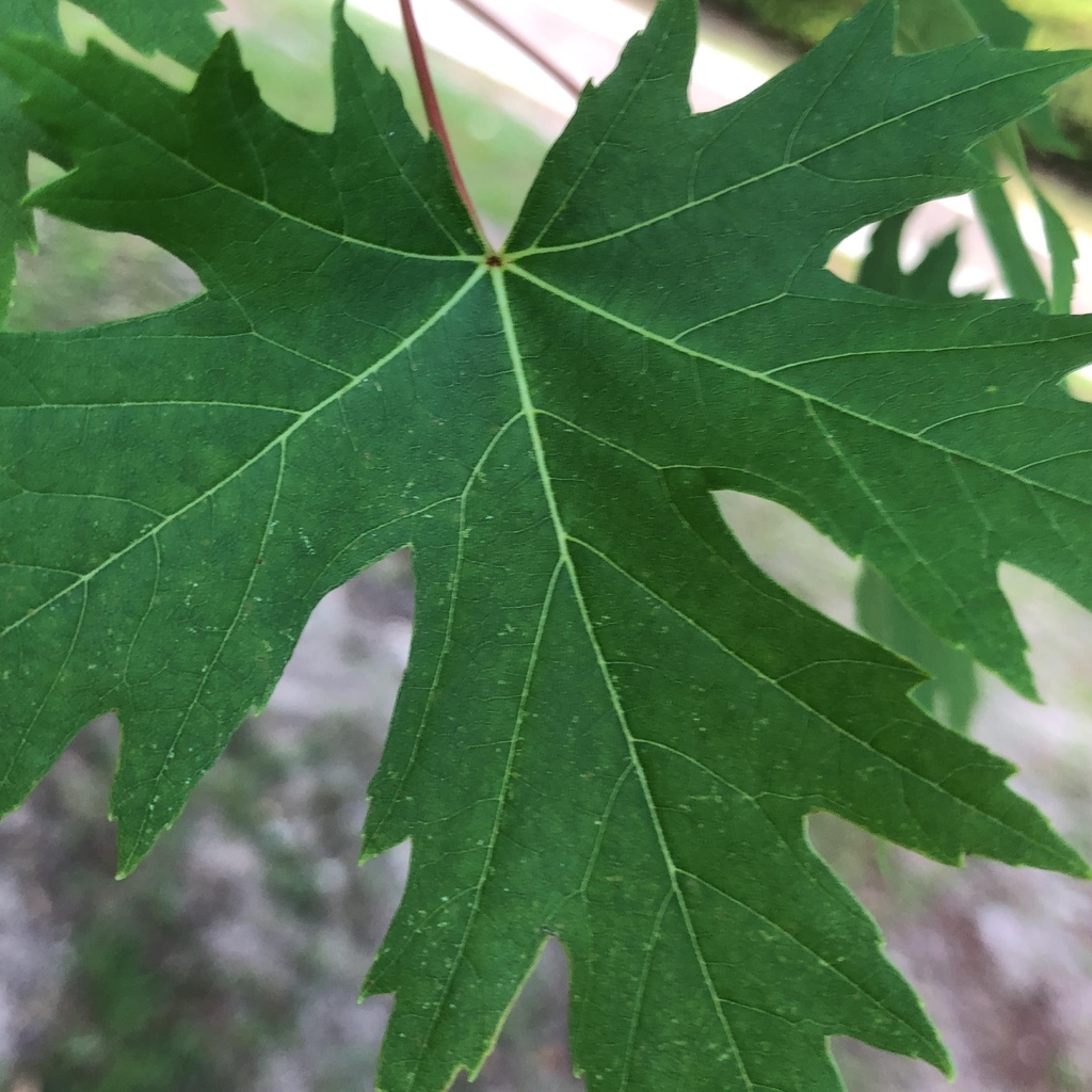 Acer saccharinum