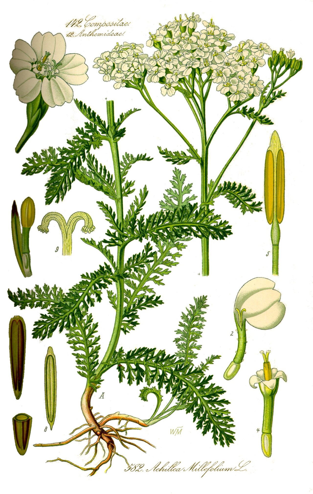 Achillea millefolium