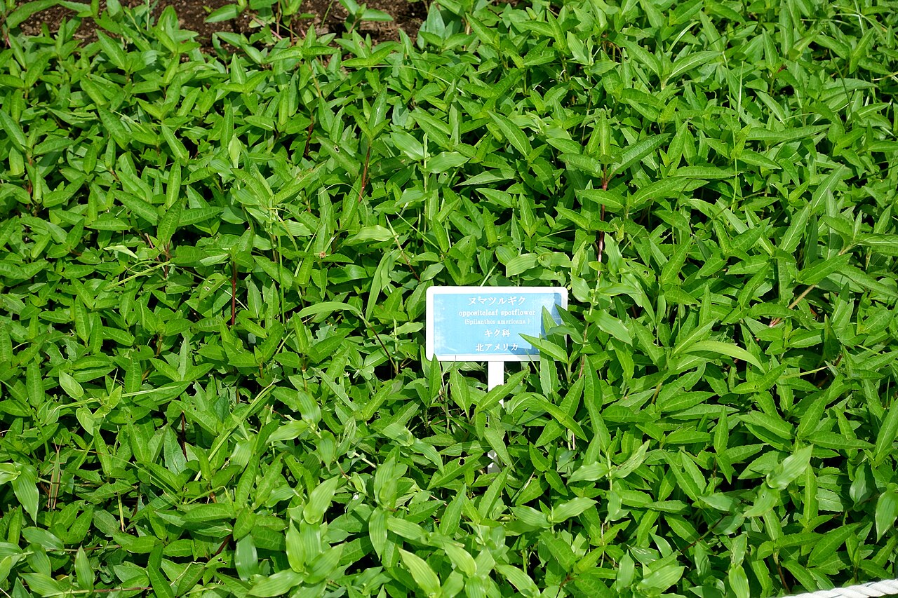 Acmella repens