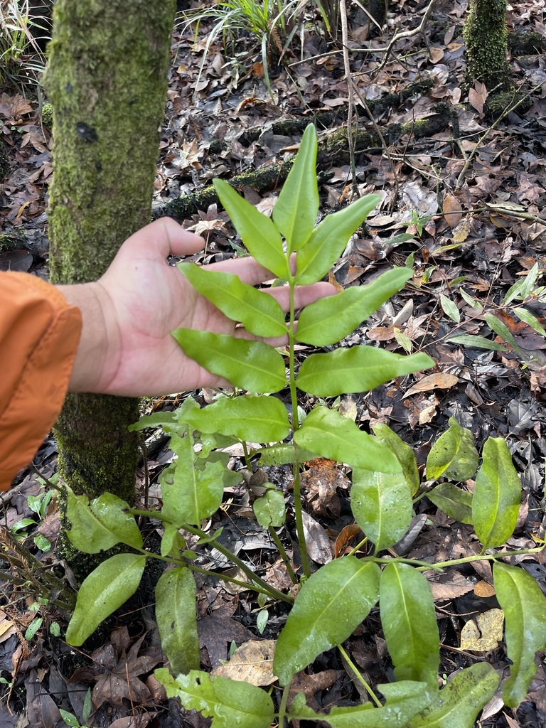 Acrostichum danaeifolium