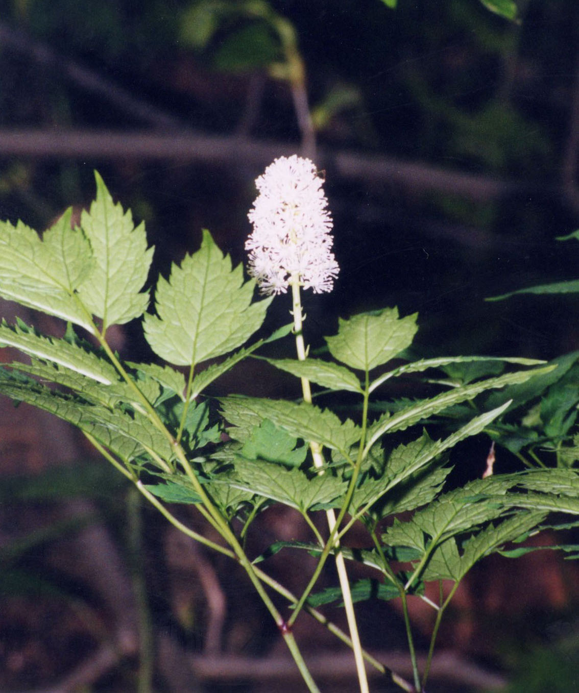 Actaea pachypoda