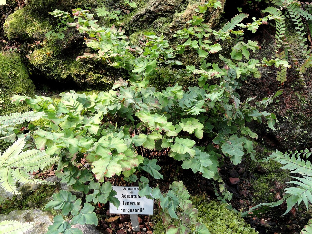 Adiantum tenerum