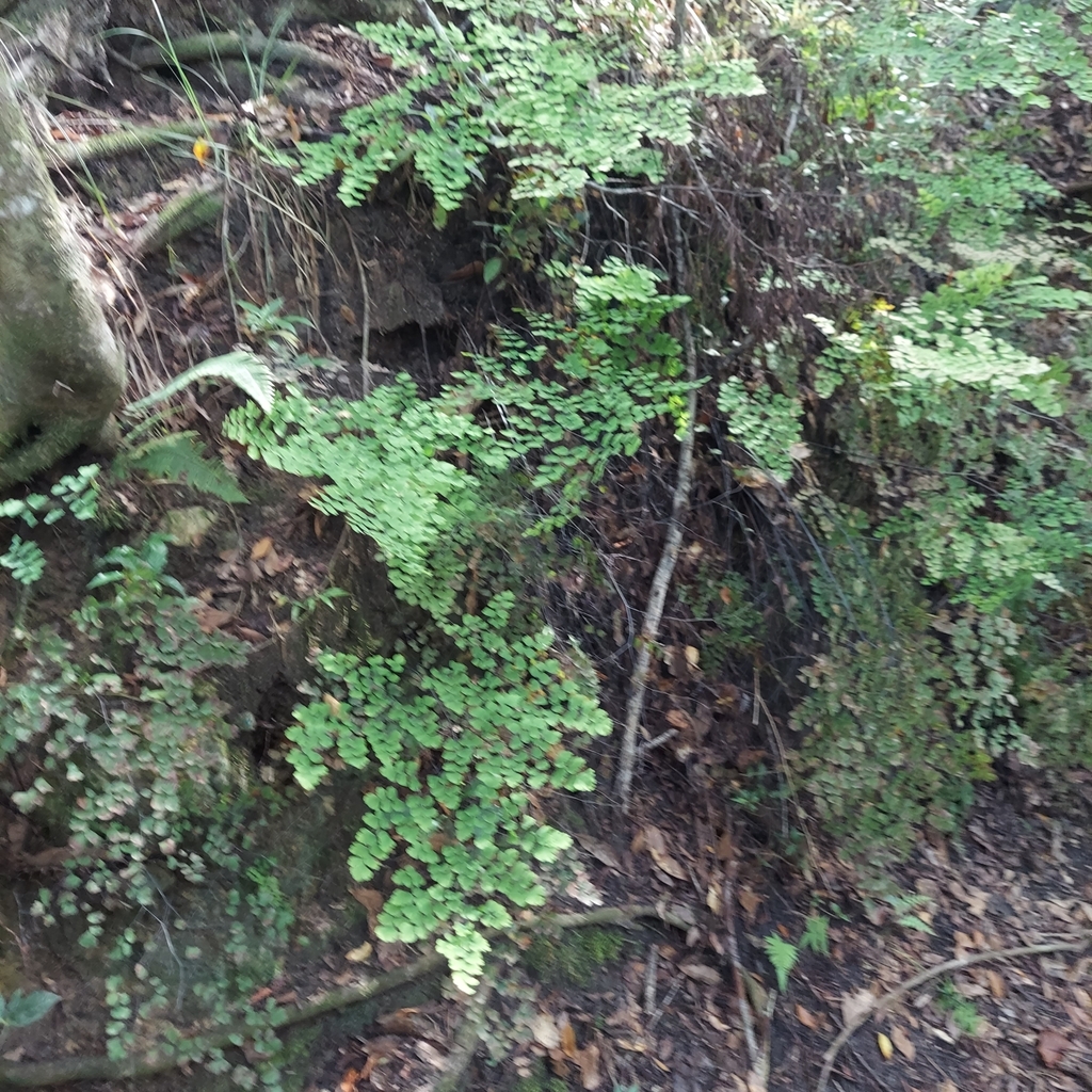 Adiantum tenerum
