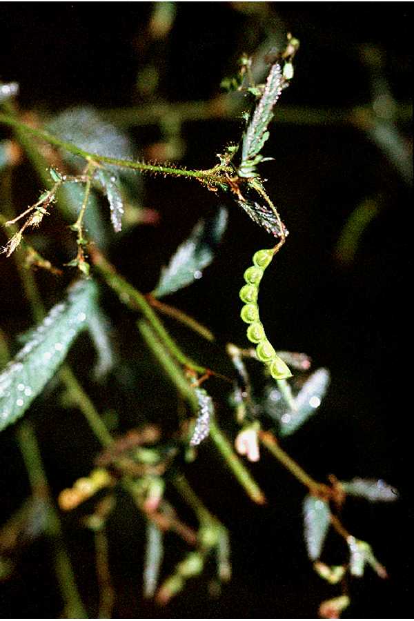 Aeschynomene americana