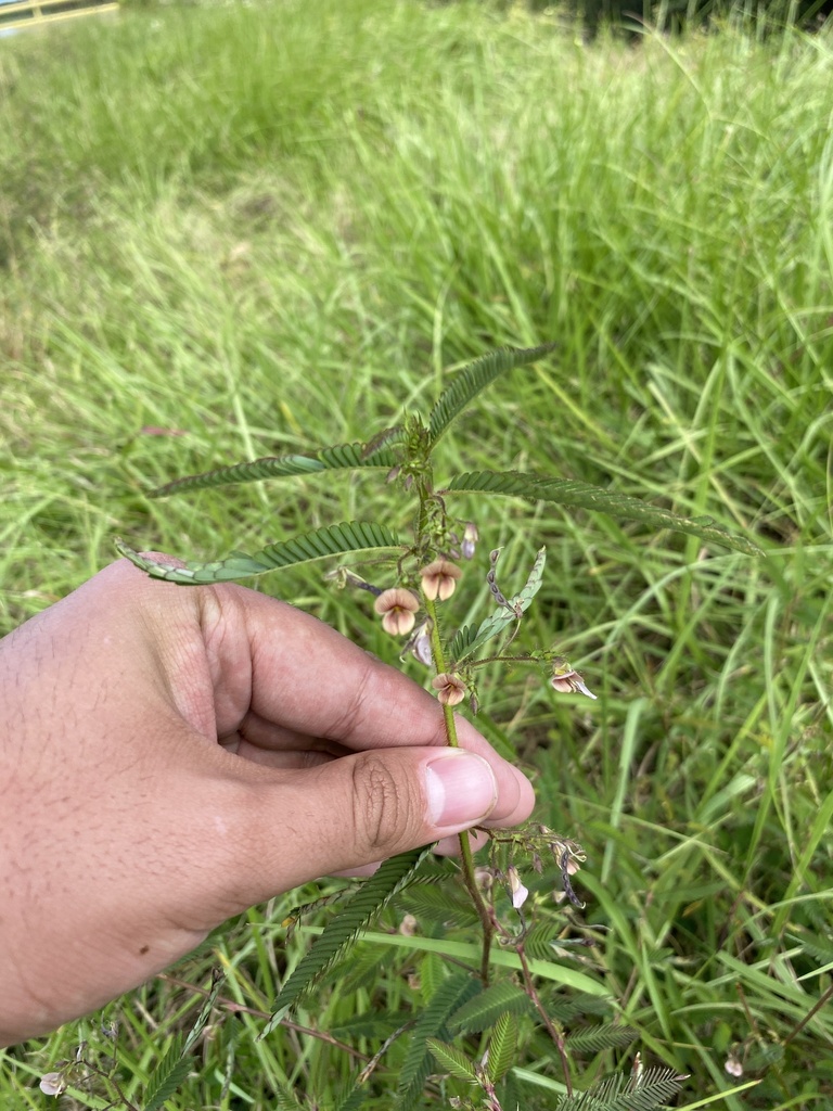 Aeschynomene americana