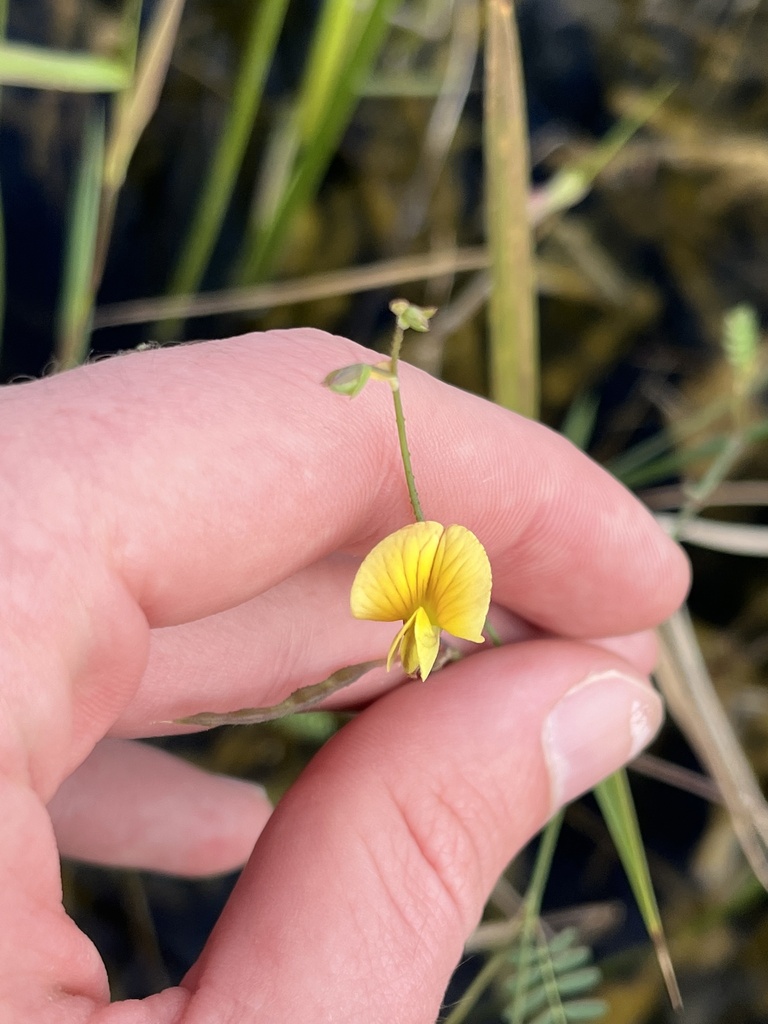 Aeschynomene pratensis var. pratensis