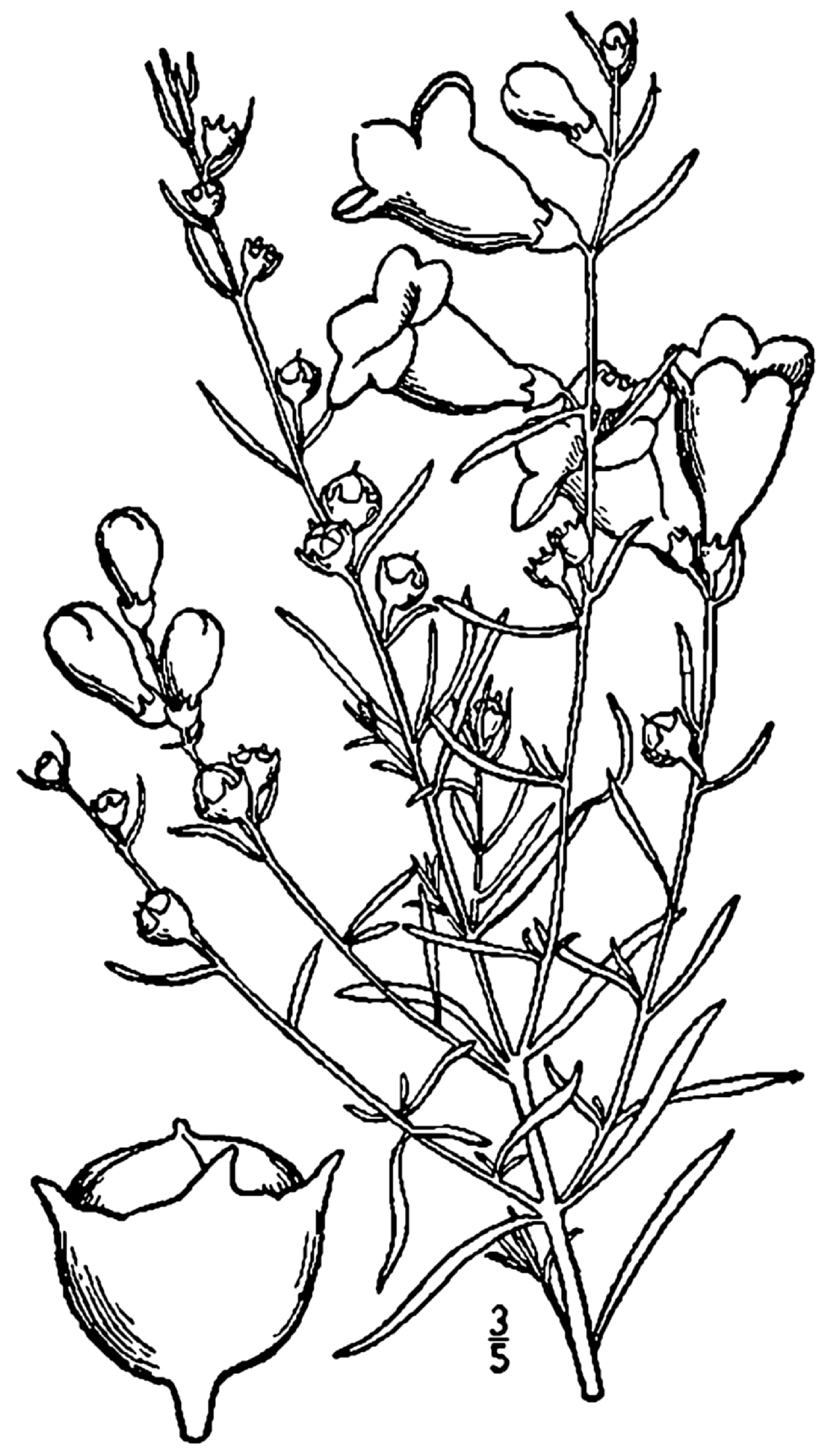 Agalinis fasciculata