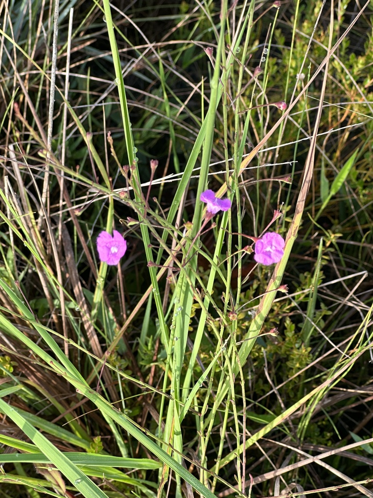 Agalinis flexicaulis
