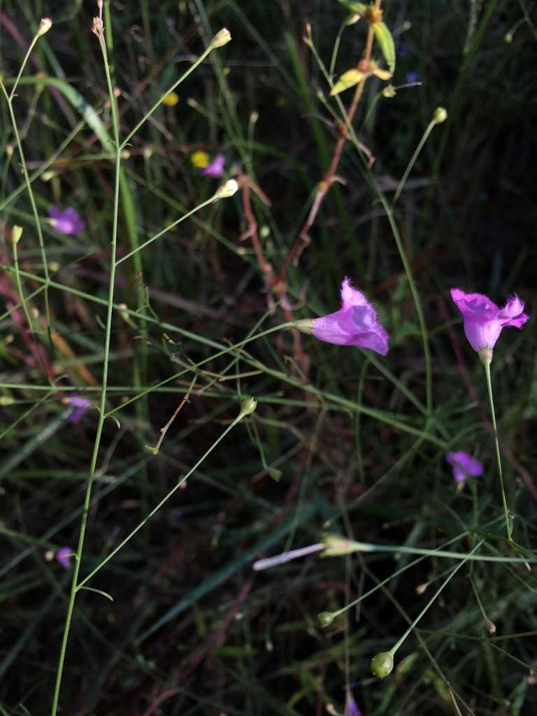 Agalinis laxa