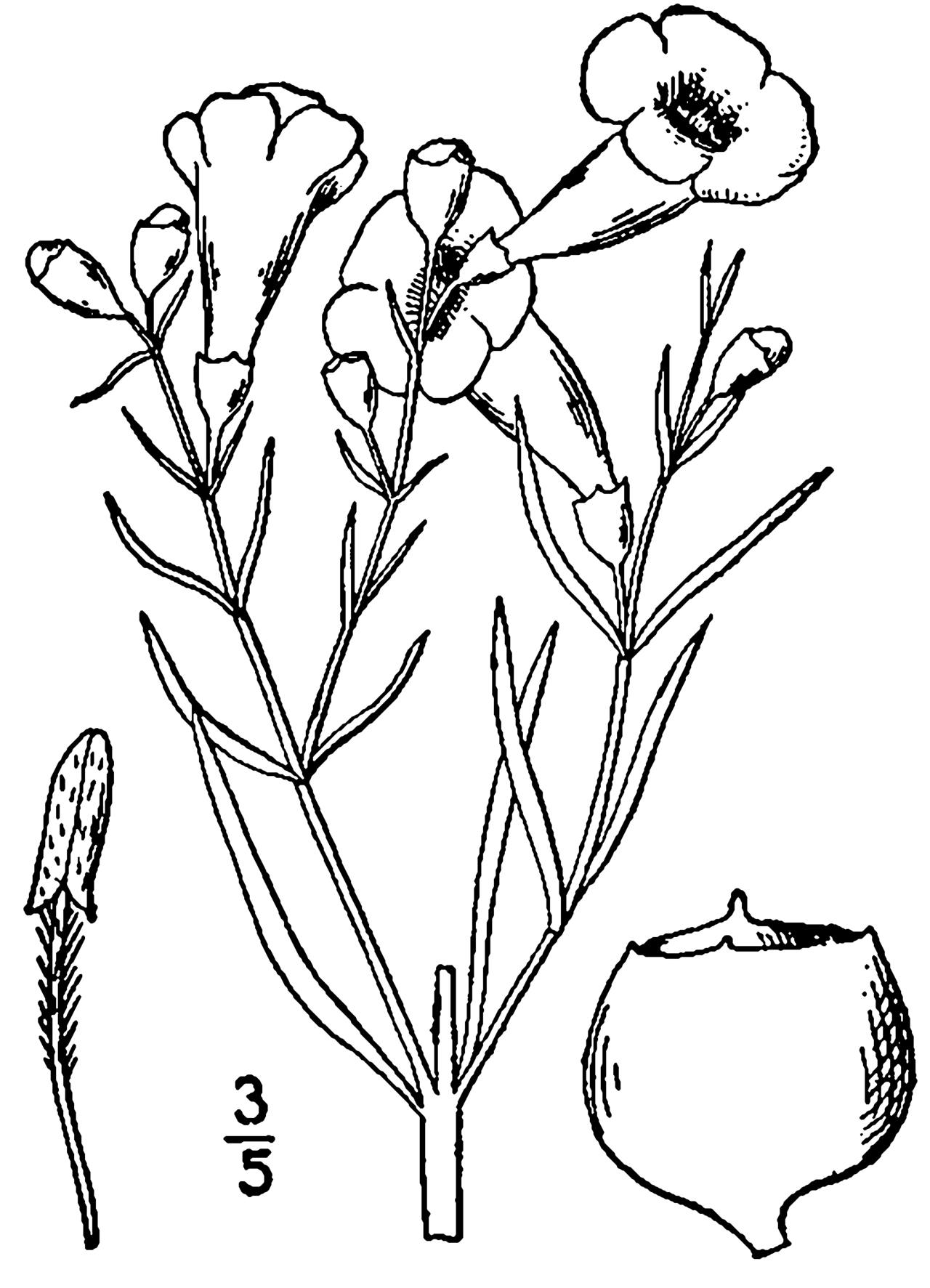 Agalinis linifolia