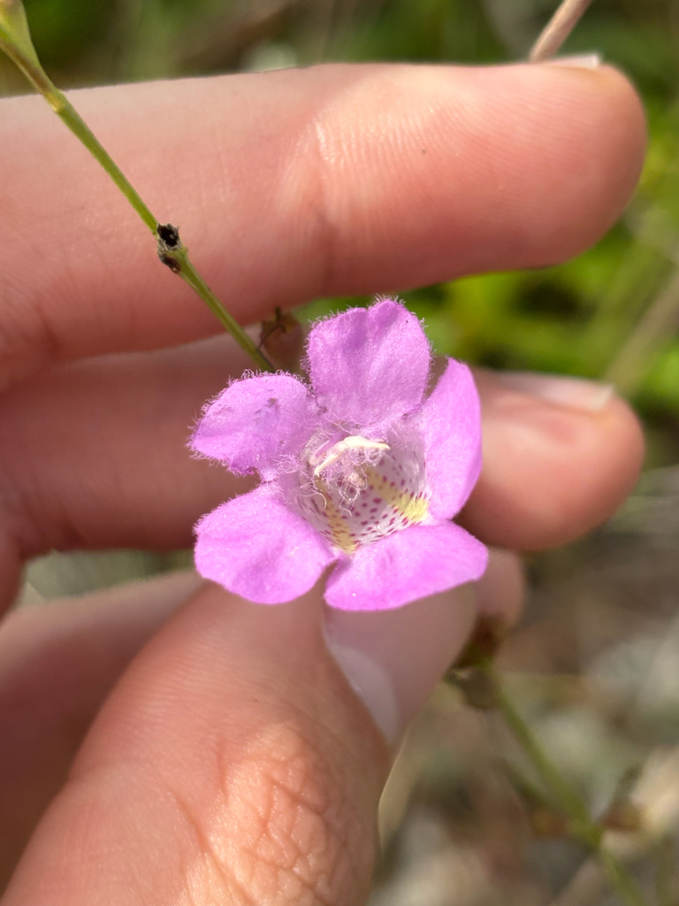 Agalinis linifolia
