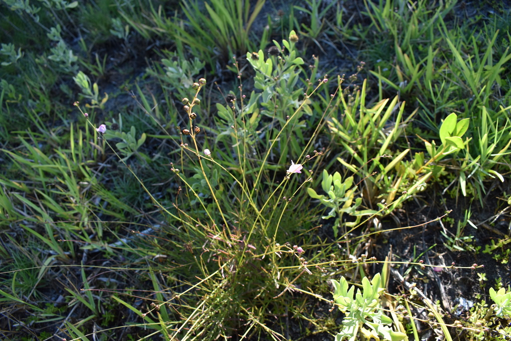 Agalinis maritima var. grandiflora