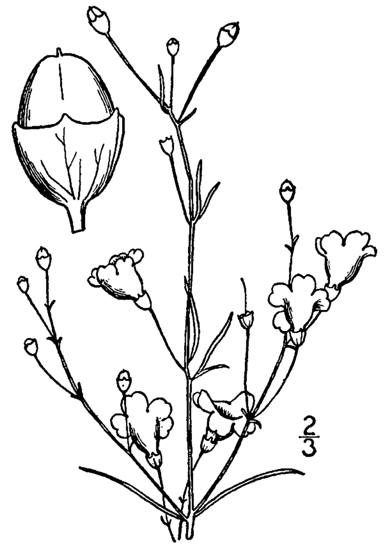 Agalinis obtusifolia