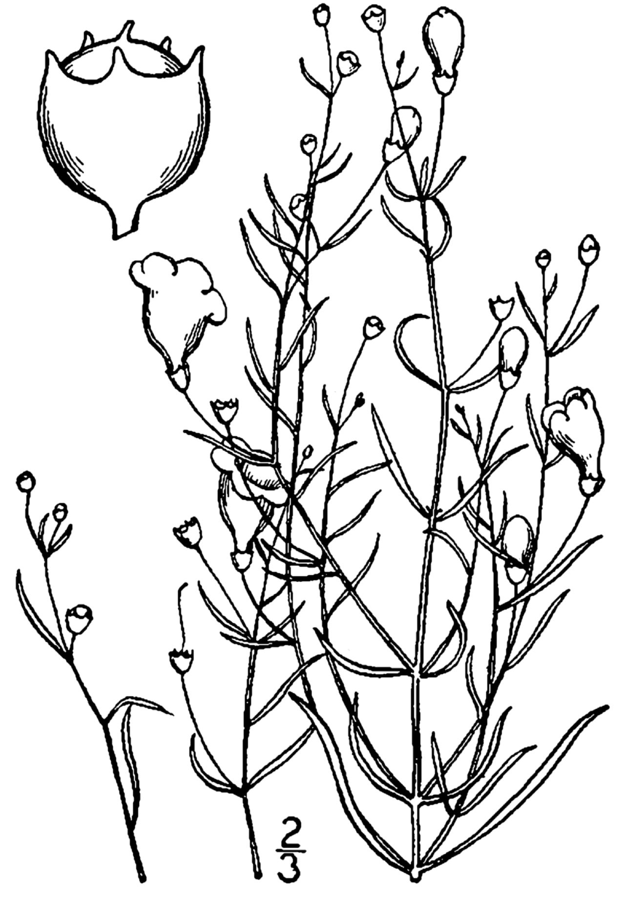 Agalinis setacea