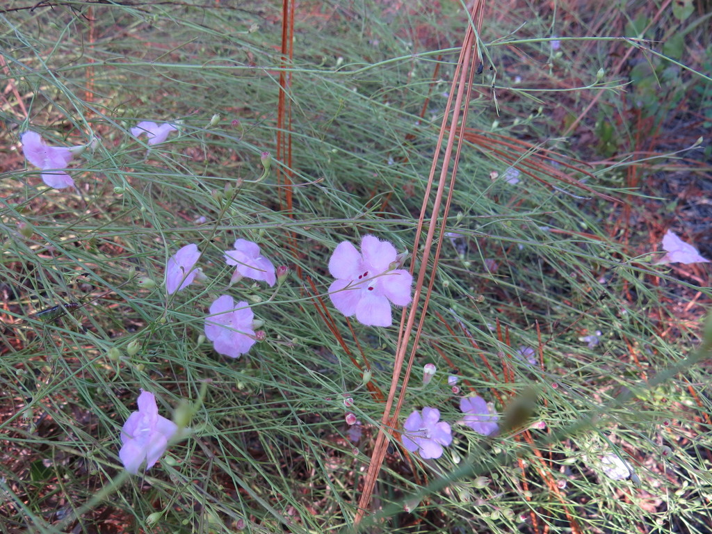 Agalinis setacea