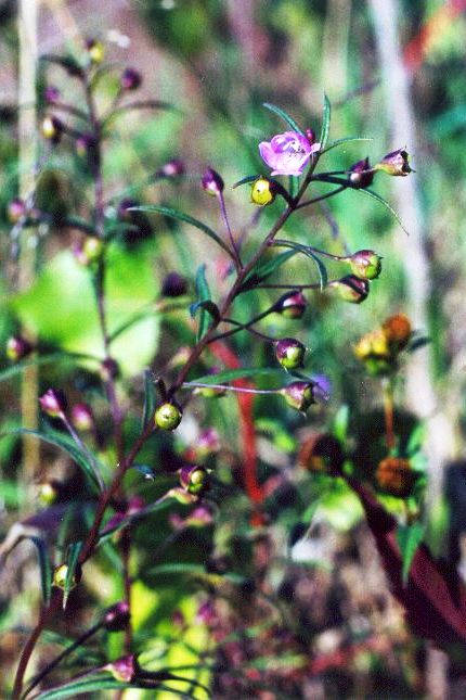 Agalinis tenuifolia