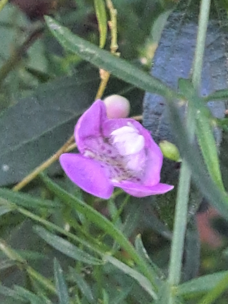 Agalinis tenuifolia