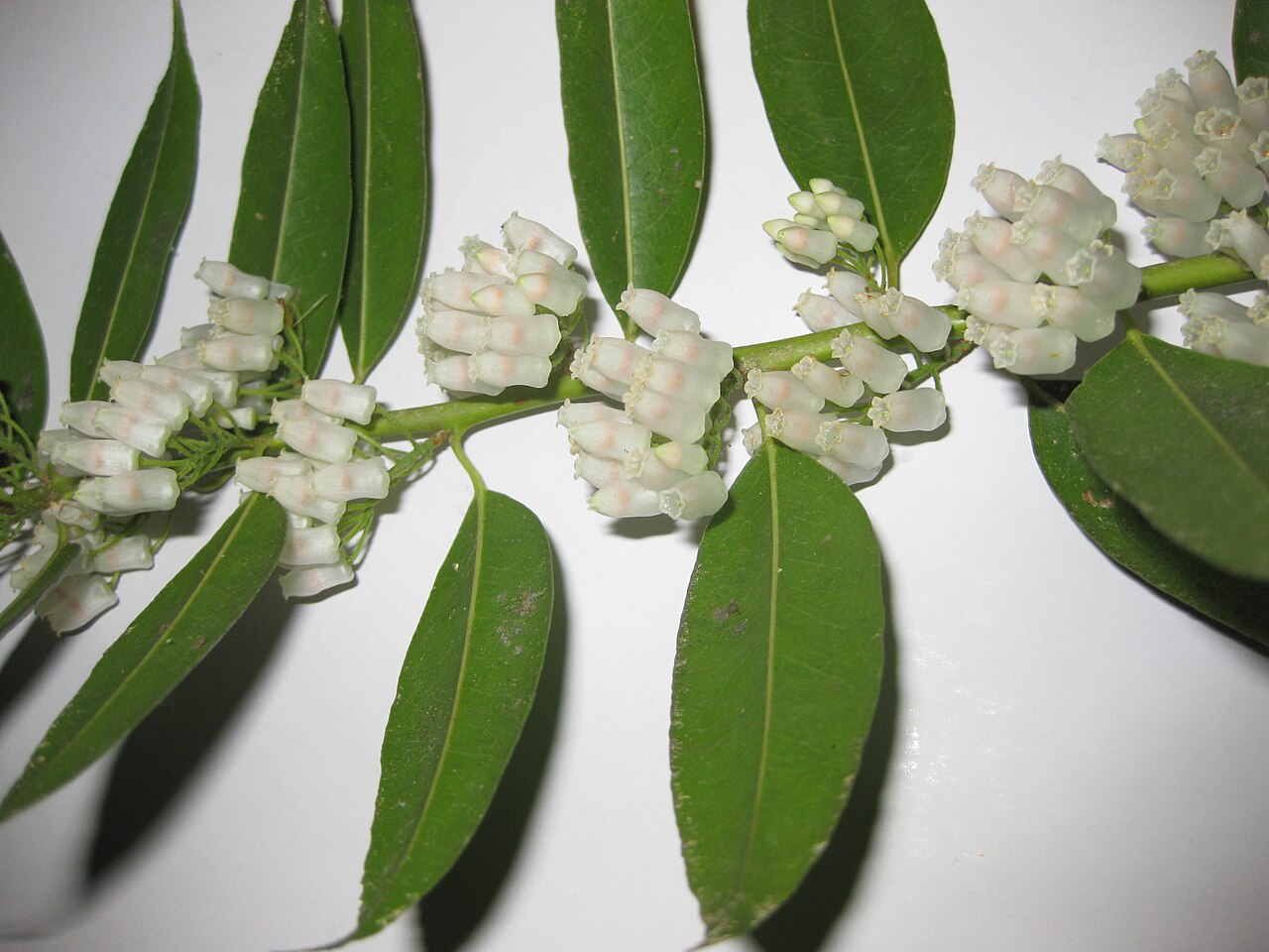 Agarista populifolia