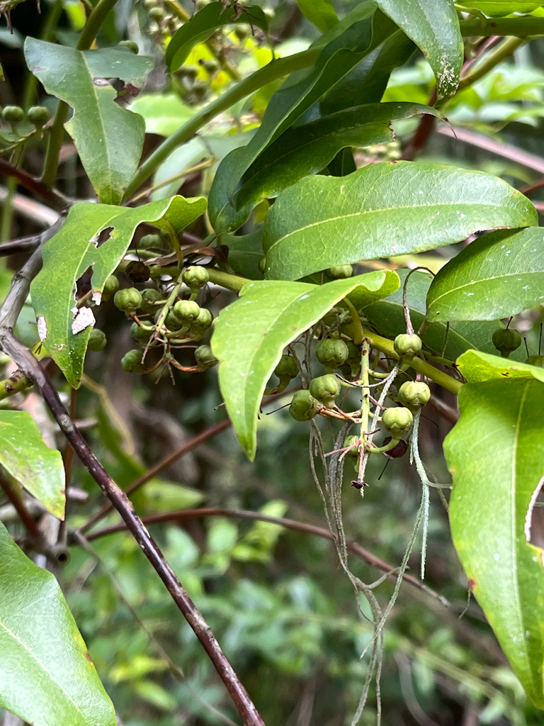 Agarista populifolia