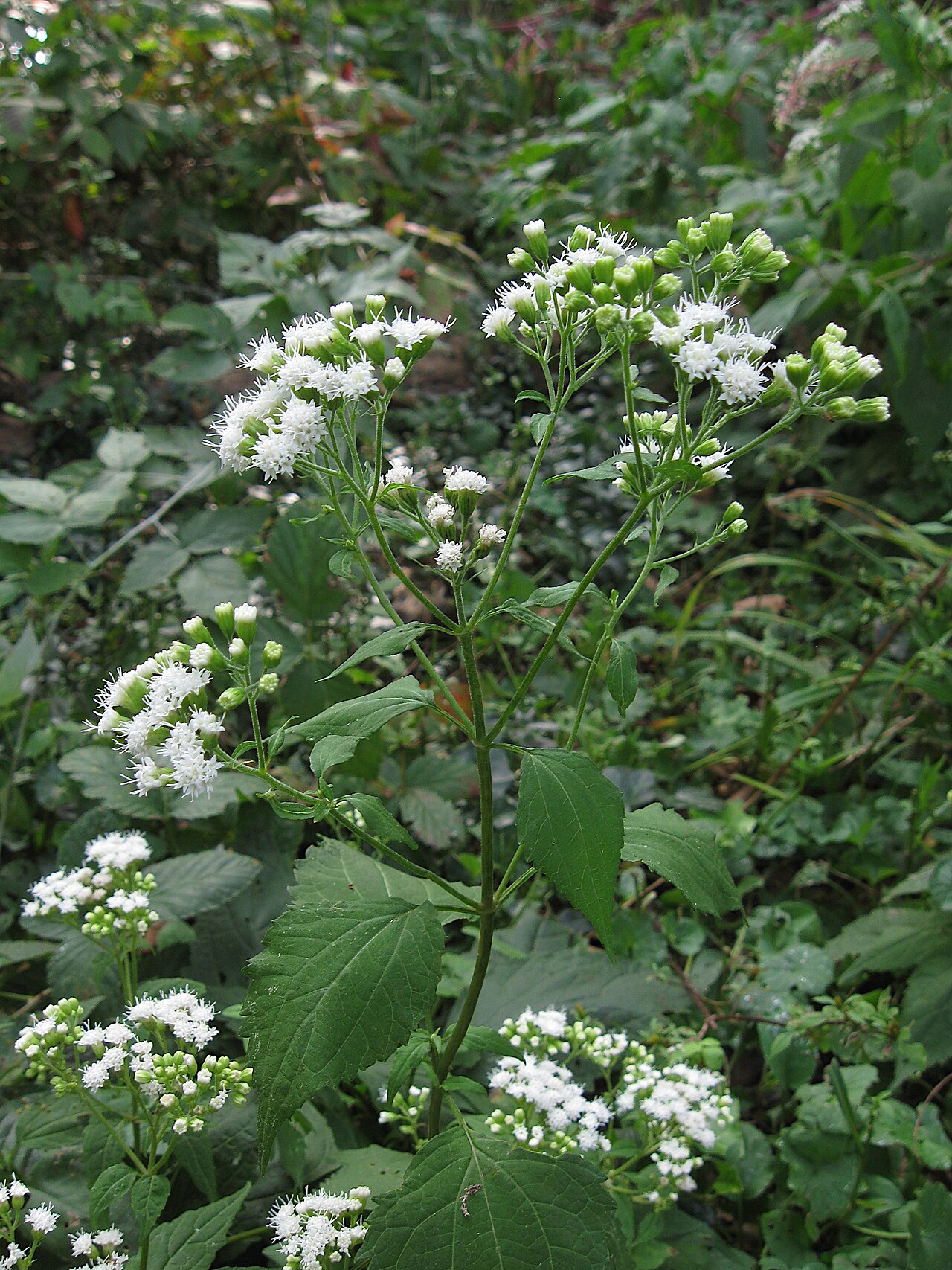 Ageratina altissima